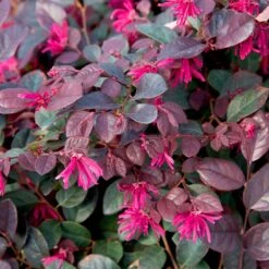 Purple Diamond® Semi-Dwarf Loropetalum -Garden Plant Store Purple Diamond loropetalum 1