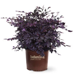 Purple Diamond® Semi-Dwarf Loropetalum -Garden Plant Store Purple Diamond loropetalum 6