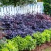 Purple Diamond® Semi-Dwarf Loropetalum -Garden Plant Store Purple Diamond loropetalum 600x600 1be3645b 5366 4d1f 9a42 e97a722e7329