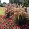 Purple Fountain Grass 2 Purple Fountain Grass -Garden Plant Store Purple Fountain Grass FGT 600x600jpg
