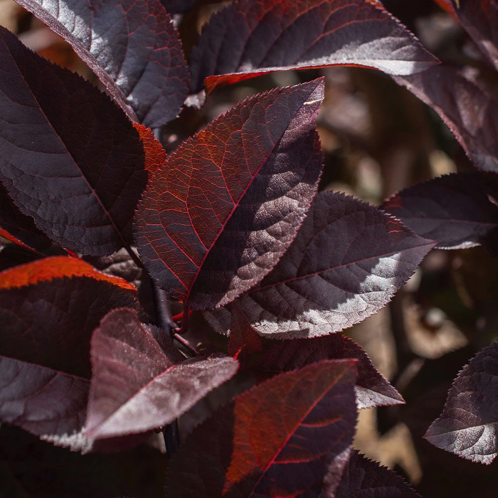 Purple Plunge Weeping Plum Tree 7 Purple Plunge Weeping Plum Tree - Image 5