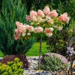 Quick Fire® Hydrangea Tree 9 Quick Fire® Hydrangea Tree -Garden Plant Store QyuickFire Hydrangea 1