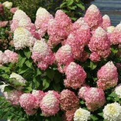 Quick Fire® Hydrangea Tree 8 Quick Fire® Hydrangea Tree -Garden Plant Store QyuickFire Hydrangea 3