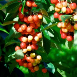 Rainier Cherry Tree 8 Rainier Cherry Tree -Garden Plant Store Rainier Cherry Tree 2 FGT e7faac33 9005 4201 904b 00d7c27600fd