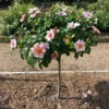 Raspberry Kiss™ Rose Tree -Garden Plant Store Raspberry Kiss Rose tree BB 600x600 e3ca4c8c 700e 49a6 929f edfb8e3cdb42