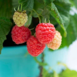Bushel And Berry® Raspberry Shortcake® Bush -Garden Plant Store Raspberry Shortcake 1