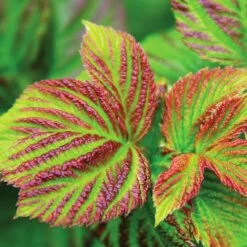 Bushel And Berry® Raspberry Shortcake® Bush -Garden Plant Store Raspberry Shortcake 4