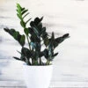 Raven ZZ Plant -Garden Plant Store Raven ZZ BB 600x600 b6f6ece1 5fb4 4bf9 b5ac c2753ec22170