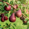 Red Bartlett Pear Tree 1 Red Bartlett Pear Tree -Garden Plant Store Red Bartlet Pear BB 600x600 21bb8d09 e20b 4c1c 80fa 90d31e252950