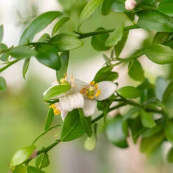 Red Finger Lime Tree 9 Red Finger Lime Tree -Garden Plant Store Red FInger Lime 2 6caf0467 1911 48e7 a9fa babb0a6fffe5