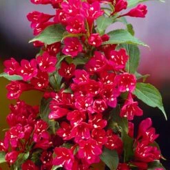 Red Prince Weigela Tree 7 Red Prince Weigela Tree -Garden Plant Store Red Prince Wegeila 1 FGT