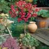 Red Prince Weigela Tree -Garden Plant Store Red Prince Wegeila FGT 600x600 58136608 811a 48ea 9956 1be08b95f2e7