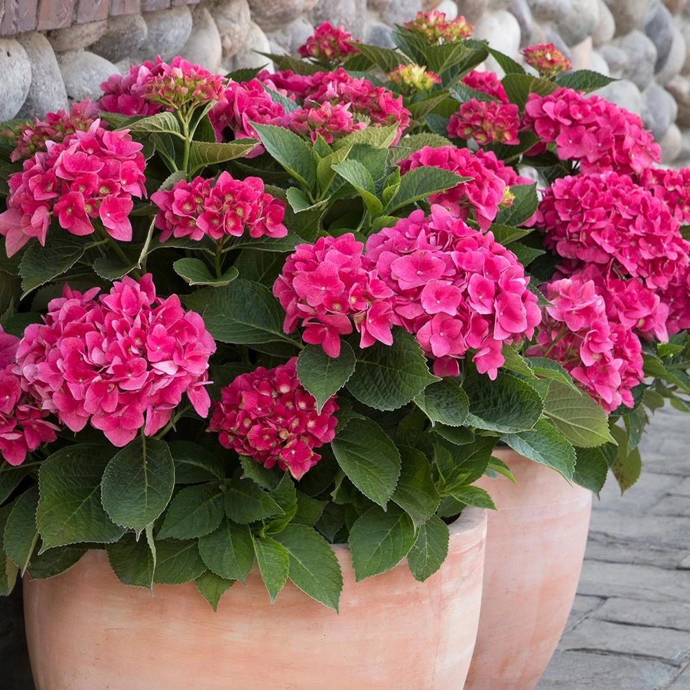 Red N' Pretty® Hydrangea Shrub 4 Red N' Pretty® Hydrangea Shrub - Image 2