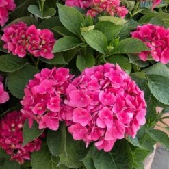 Red N' Pretty® Hydrangea Shrub 7 Red N' Pretty® Hydrangea Shrub -Garden Plant Store Red and Pretty Hydrangea 2