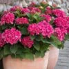 Red N' Pretty® Hydrangea Shrub 1 Red N' Pretty® Hydrangea Shrub -Garden Plant Store Red and Pretty Hydrangea 600x600 9d08c0b6 dc05 4572 a857 ba0df3f30de7