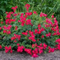 Red Drift® Rose -Garden Plant Store Red Drift Rose 1