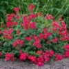 Red Drift® Rose 2 Red Drift® Rose -Garden Plant Store Red Drift Rose FGT 600x600 76ecb9b7 065a 4805 b83c c7846093451b