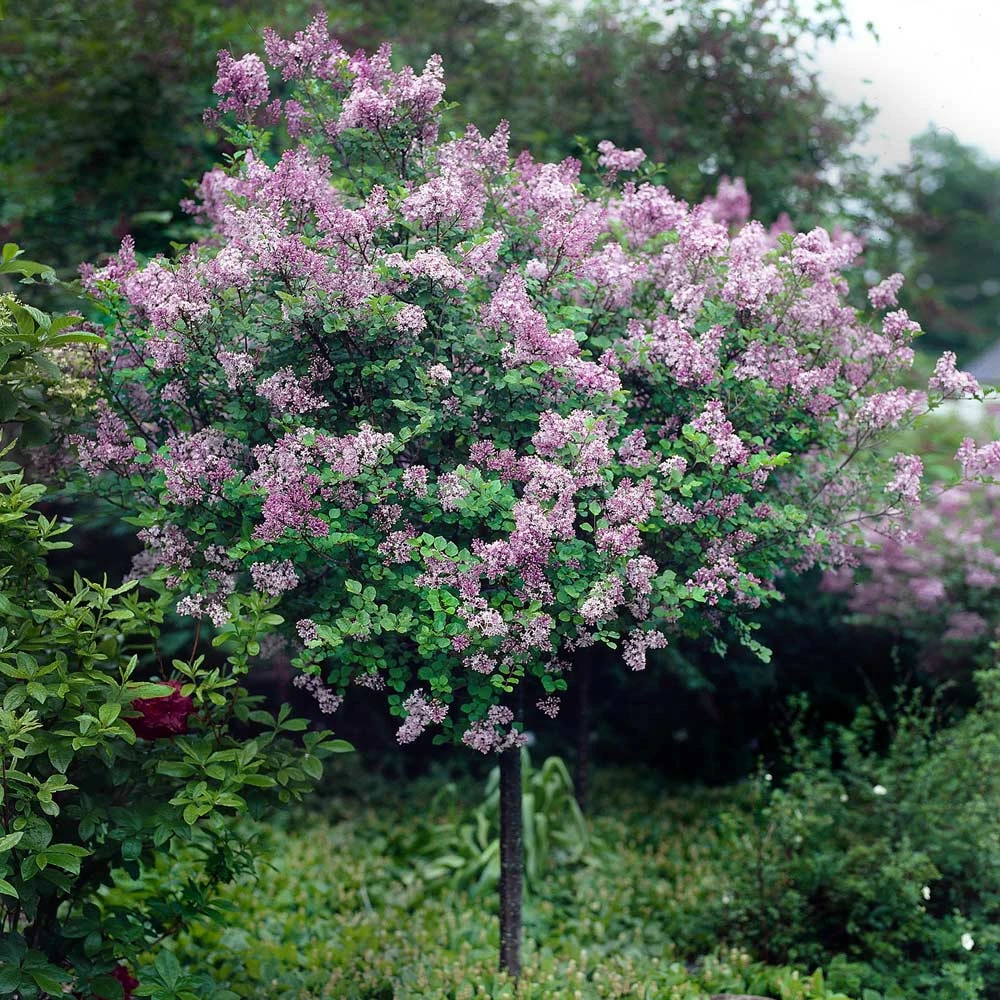 Red Pixie Lilac Tree 6 Red Pixie Lilac Tree - Image 4