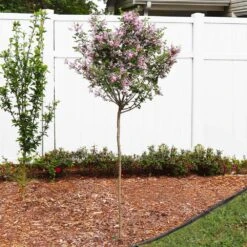 Red Pixie Lilac Tree 8 Red Pixie Lilac Tree -Garden Plant Store Red Pixie Lilac Tree 4 FGT