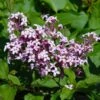 Red Pixie Lilac Tree -Garden Plant Store Red Pixie Lilac Tree FGT 600x6001 0334b269 e422 4d50 a710 7ee7bb547d84