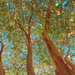 Red Rocket Crape Myrtle 9 Red Rocket Crape Myrtle -Garden Plant Store Red Rocket Crape Myrtle