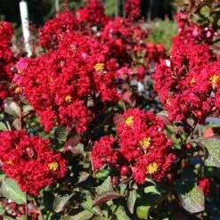 Red Rocket Crape Myrtle 8 Red Rocket Crape Myrtle -Garden Plant Store Red Rocket Crape Myrtle FGT 2jpg