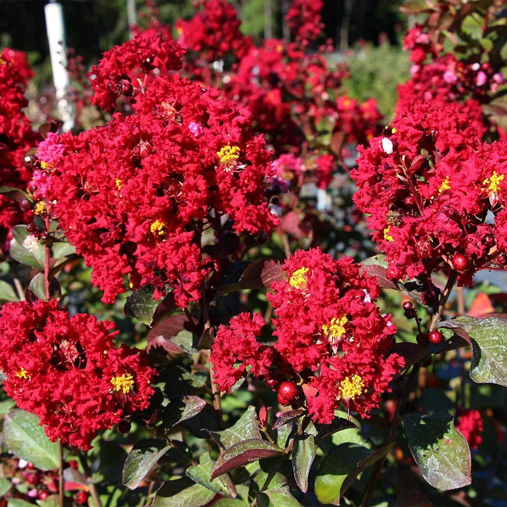 Red Rocket Crape Myrtle 5 Red Rocket Crape Myrtle - Image 3