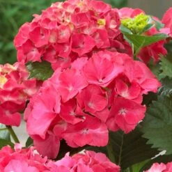 Red Sensation Hydrangea 7 Red Sensation Hydrangea -Garden Plant Store Red Sensation Hydrangea 1 FGT