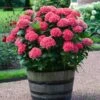 Red Sensation Hydrangea 2 Red Sensation Hydrangea -Garden Plant Store Red Sensation Hydrangea FGT 600x600 1b68ee6d 2e74 42f5 860b bc24d927d110