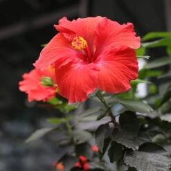 Red Tropical Hibiscus Tree -Garden Plant Store Red Tropical Hibiscus Tree 3 FGT
