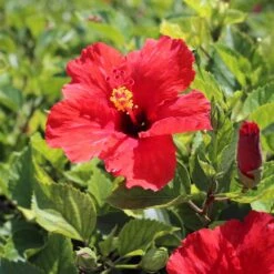 Red Tropical Hibiscus Tree -Garden Plant Store Red Tropical Hibiscus Tree 8 FGT