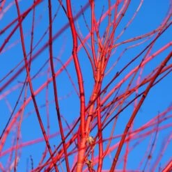 Red Twig Dogwood Shrub 12 Red Twig Dogwood Shrub -Garden Plant Store Red Twig Dogwood 3 FGT