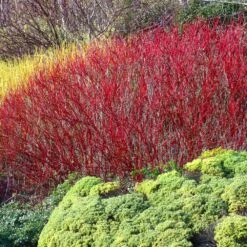 Red Twig Dogwood Shrub 11 Red Twig Dogwood Shrub -Garden Plant Store Red Twig Dogwood 4
