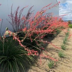 Red Yucca Plant -Garden Plant Store Red Yucca 1