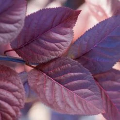 Purple Plunge Weeping Plum Tree 9 Purple Plunge Weeping Plum Tree -Garden Plant Store Redbud Purple Plunge 2 b8894708 2bb9 4f3e 8d30 7b3eeb931914