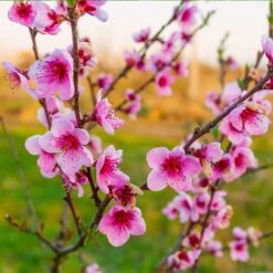Redskin Peach Tree 8 Redskin Peach Tree -Garden Plant Store Redskin Peach Tree 3 8df8851c ef3e 4a16 b538 29f1adcb997c