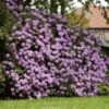 Lavender Rhododendron Shrub 1 Lavender Rhododendron Shrub -Garden Plant Store Rhododendron Lavender FGT 600x600 9d084bfd 402e 4a14 904d c3667851a20a