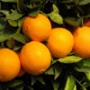 Robertson Navel Orange 1 Robertson Navel Orange -Garden Plant Store Robertson Navel Orange FGT 600x600 a9f66161 ec44 4cfb 838f b40ef8e18604