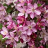 Robinson Crabapple Tree -Garden Plant Store Robinson Crabapple FGT 600x600 f41f8dc6 3a60 4b84 85d7 af52ec68deaa
