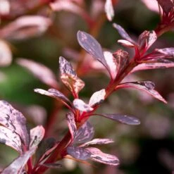 Rose Glow Barberry Shrub 8 Rose Glow Barberry Shrub -Garden Plant Store Rose GLow Barberry 1 FGT