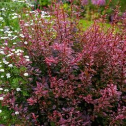 Rose Glow Barberry Shrub 9 Rose Glow Barberry Shrub -Garden Plant Store Rose GLow Barberry 3 FGT
