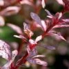 Rose Glow Barberry Shrub -Garden Plant Store Rose GLow Barberry FGT 600x600 fce267bf 276b 4fd5 bc60 84261762ad55