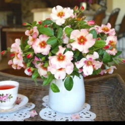 Raspberry Kiss™ Rose Tree 9 Raspberry Kiss™ Rose Tree -Garden Plant Store Rosemarry Kiss Rose tree 1