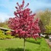 Royal Raindrops® Crabapple Tree 1 Royal Raindrops® Crabapple Tree -Garden Plant Store Royal Raindrops Crabapple 600x600 d2fb66a7 8df8 4a13 9378 65bf4b5229e8