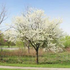 Royal White Redbud Tree -Garden Plant Store Royal White Redbud 1