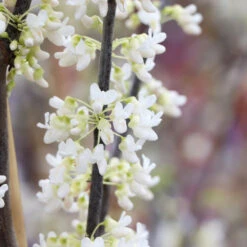 Royal White Redbud Tree -Garden Plant Store Royal White Redbud 5 FGT