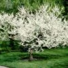 Royal White Redbud Tree 1 Royal White Redbud Tree -Garden Plant Store Royal White Redbud 600x600 ccd5de23 5283 4e40 b2ae 60b520088a5a