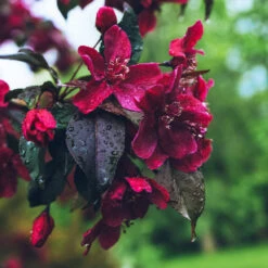 Royalty Crabapple Tree 8 Royalty Crabapple Tree -Garden Plant Store Royalty Crabapple 3