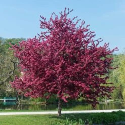 Royalty Crabapple Tree 9 Royalty Crabapple Tree -Garden Plant Store Royalty Crabapple 5 BB