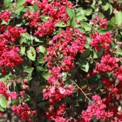 Ruby Prince™ Emerald Empire® Crape Myrtle Tree 9 Ruby Prince™ Emerald Empire® Crape Myrtle Tree -Garden Plant Store Ruby Prince Crape Myrtle 1